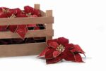 POINSETTIA BURGUNDY 17.5CM