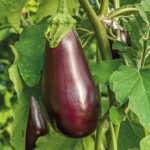 AUBERGINE BLACK BEAUTY