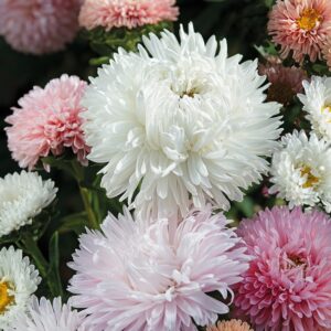 ASTER THE ROSES