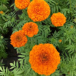 MARIGOLD ORANGE BEAST F1