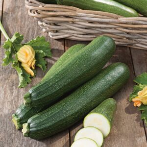 COURGETTE BLACKSTAR F1